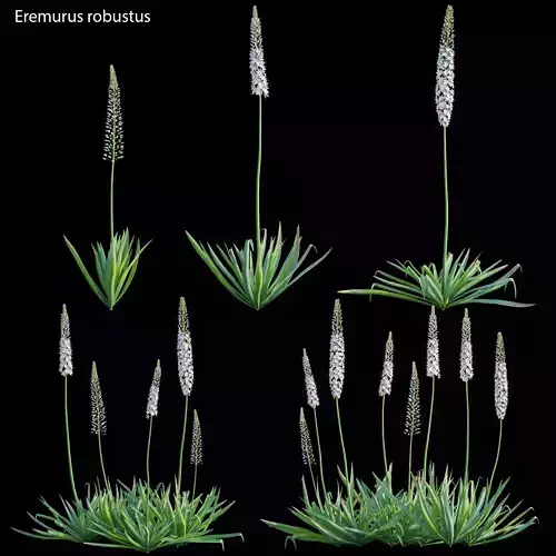 Eremurus robustus - Foxtail Lily 3D model