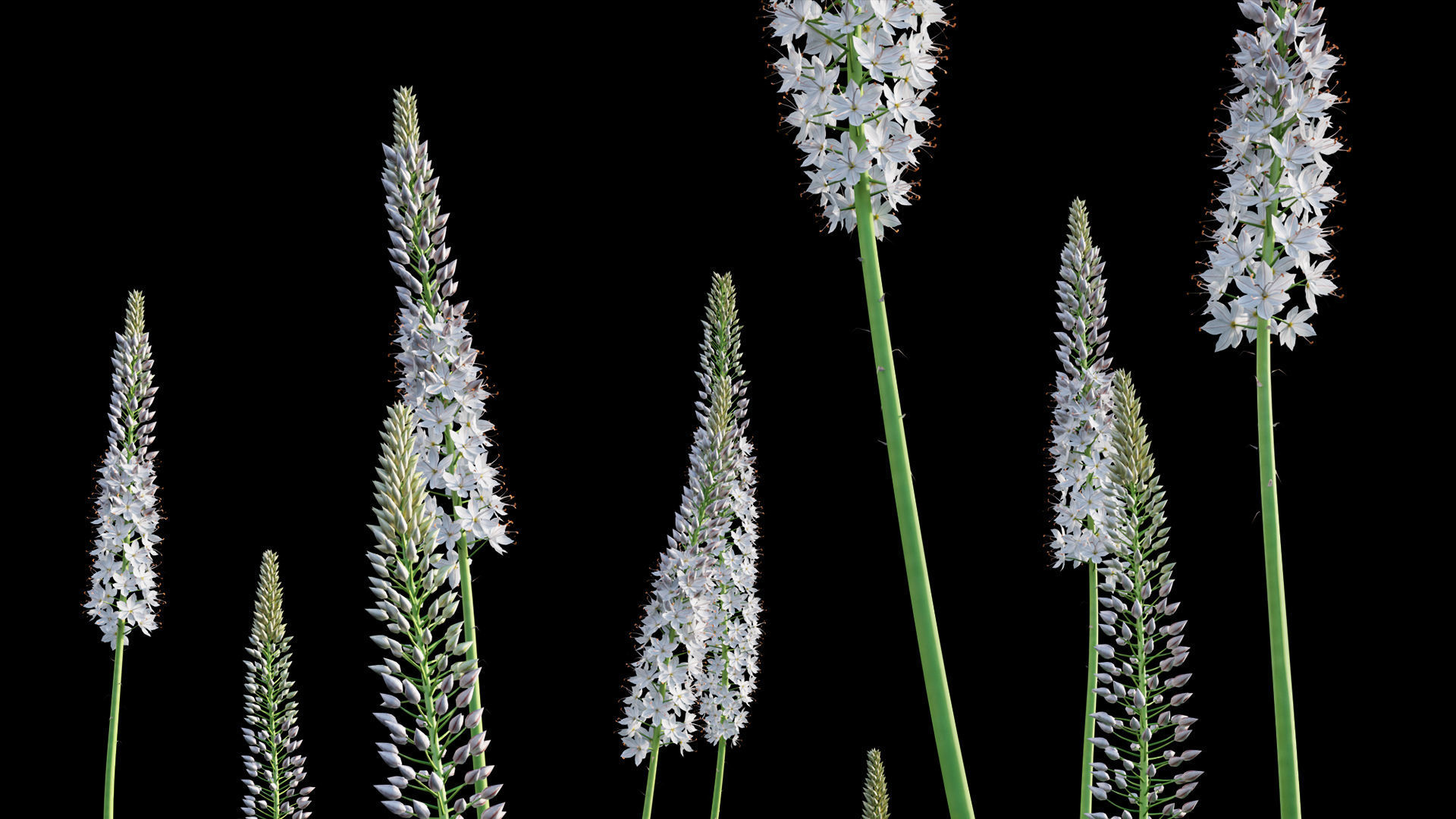 Eremurus robustus - Foxtail Lily 3D model_6