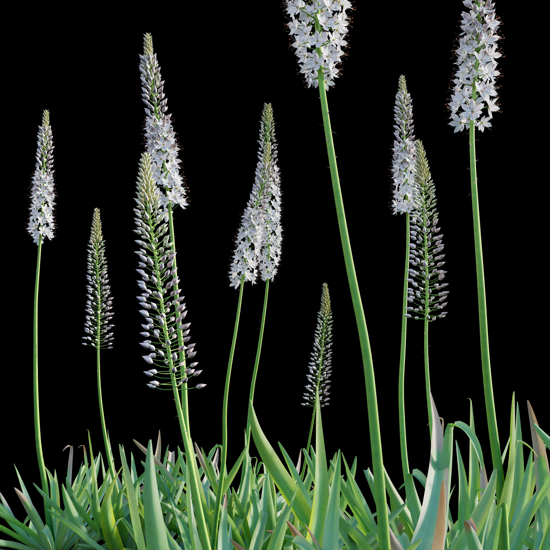Eremurus robustus - Foxtail Lily 3D model_2