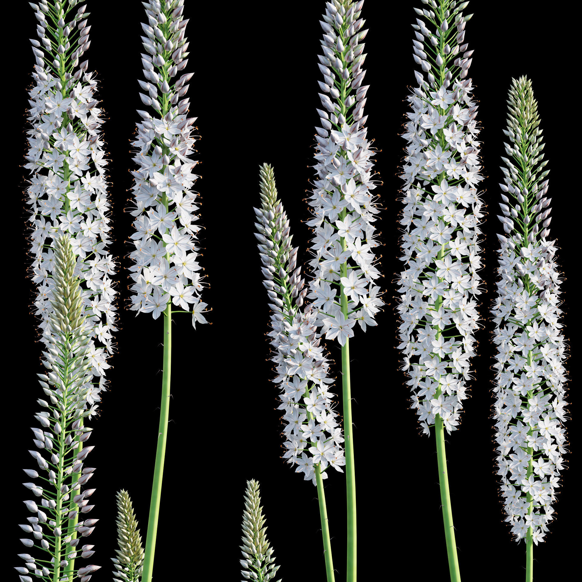 Eremurus robustus - Foxtail Lily 3D model_1