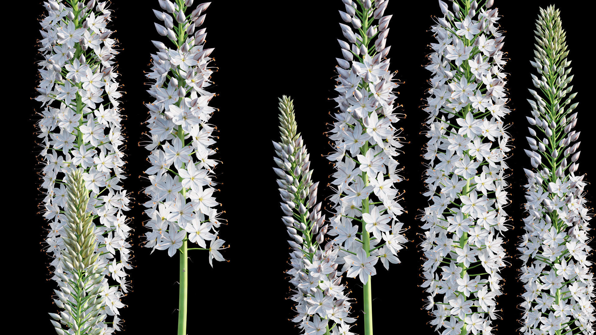 Eremurus robustus - Foxtail Lily 3D model_8