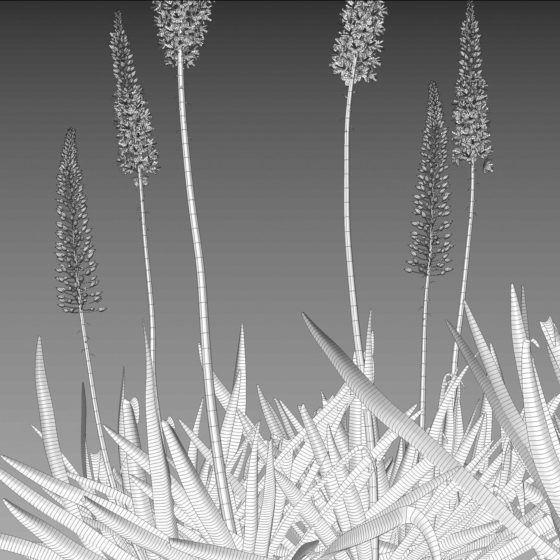 Eremurus robustus - Foxtail Lily 3D model_3