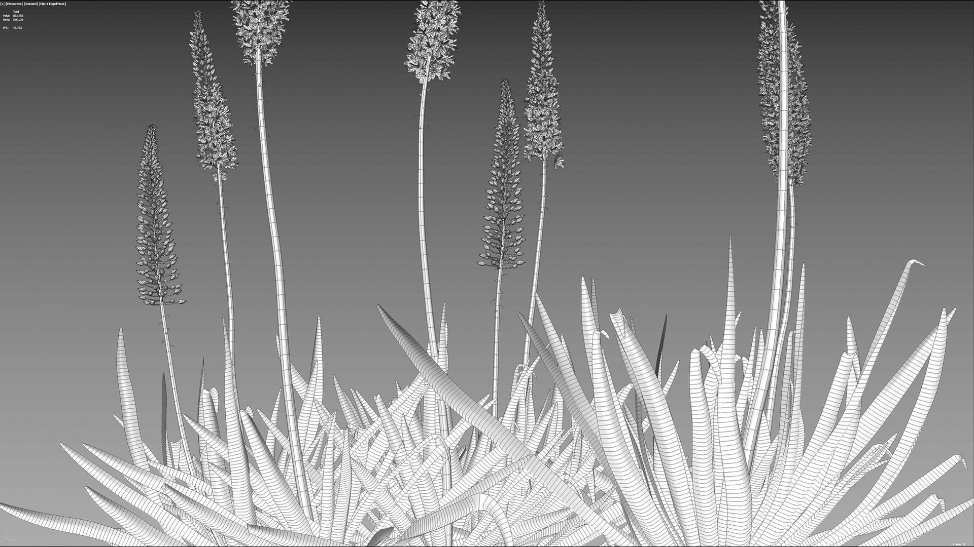 Eremurus robustus - Foxtail Lily 3D model_9