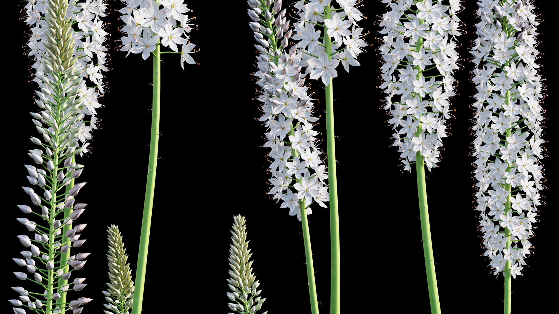Eremurus robustus - Foxtail Lily 3D model_7