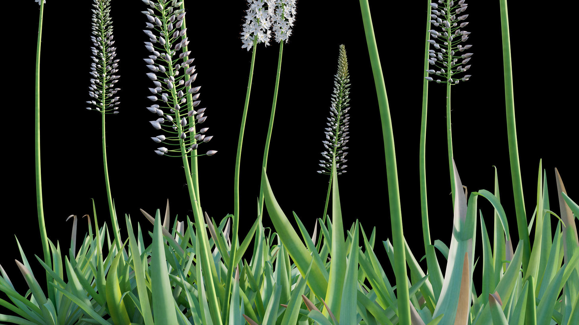 Eremurus robustus - Foxtail Lily 3D model_5