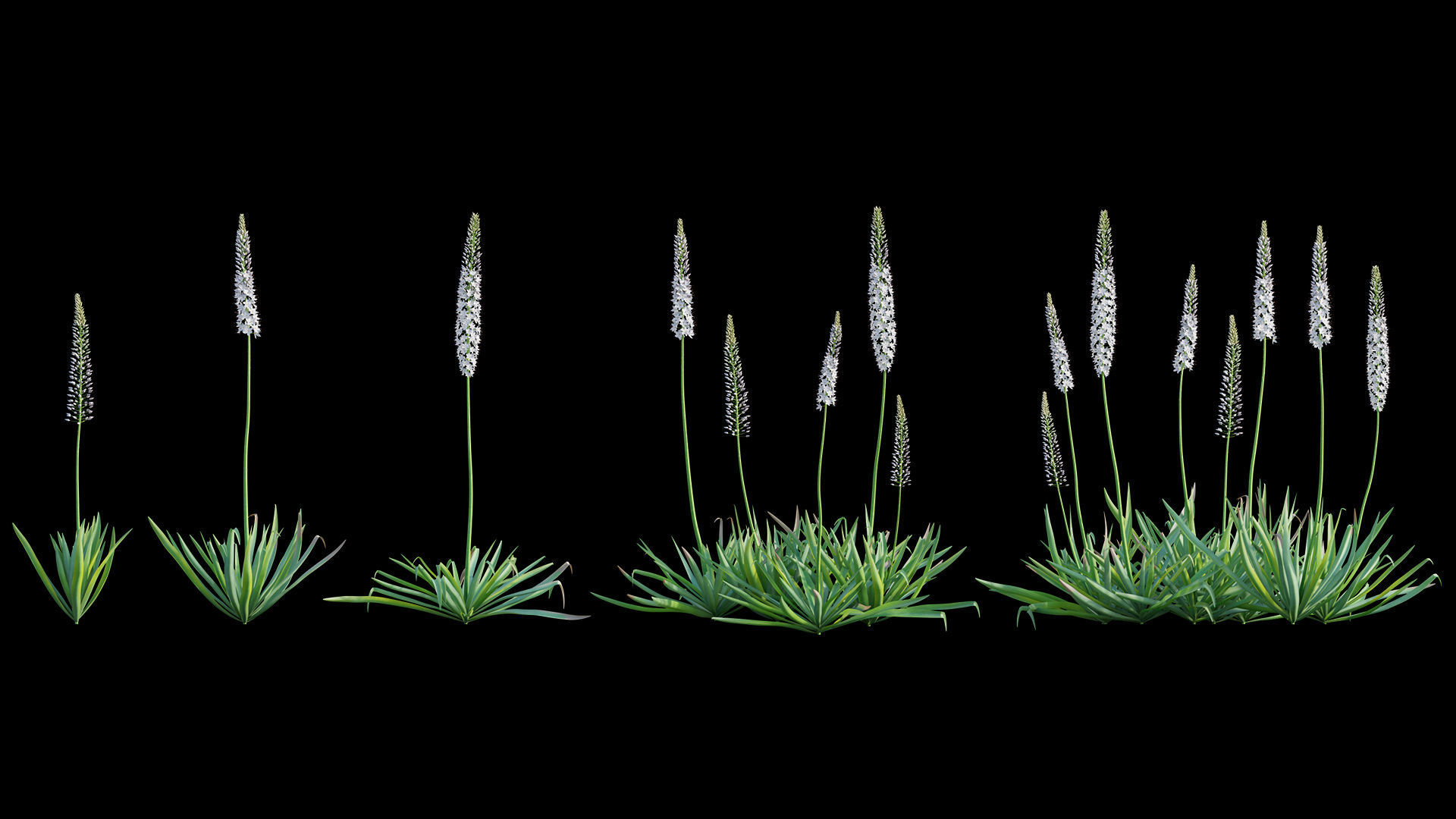 Eremurus robustus - Foxtail Lily 3D model_4