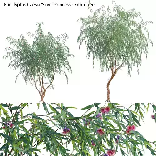 Eucalyptus Caesia Silver Princess - Gum Tree 02
