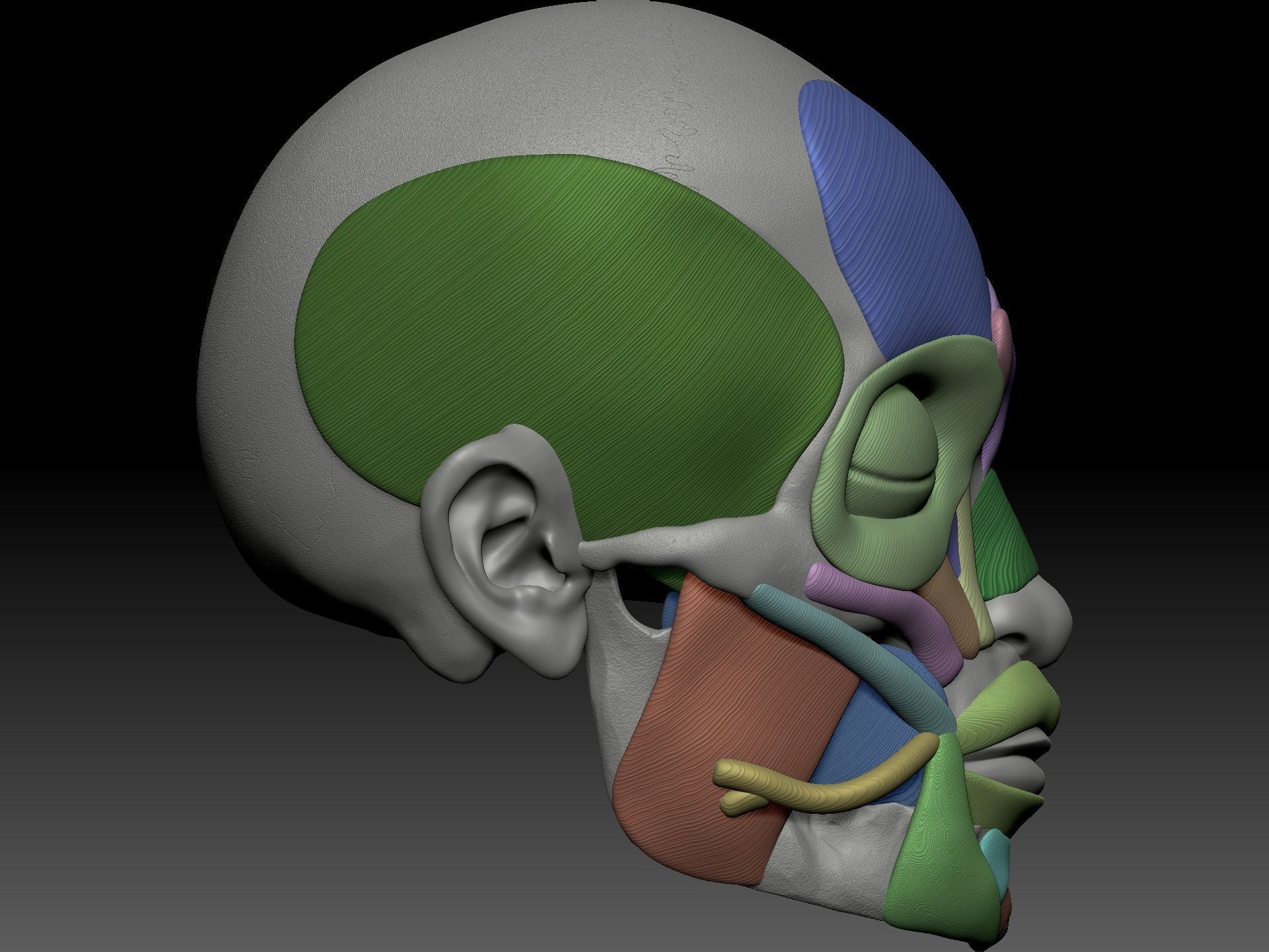 Skull muscle structure 3D model_4