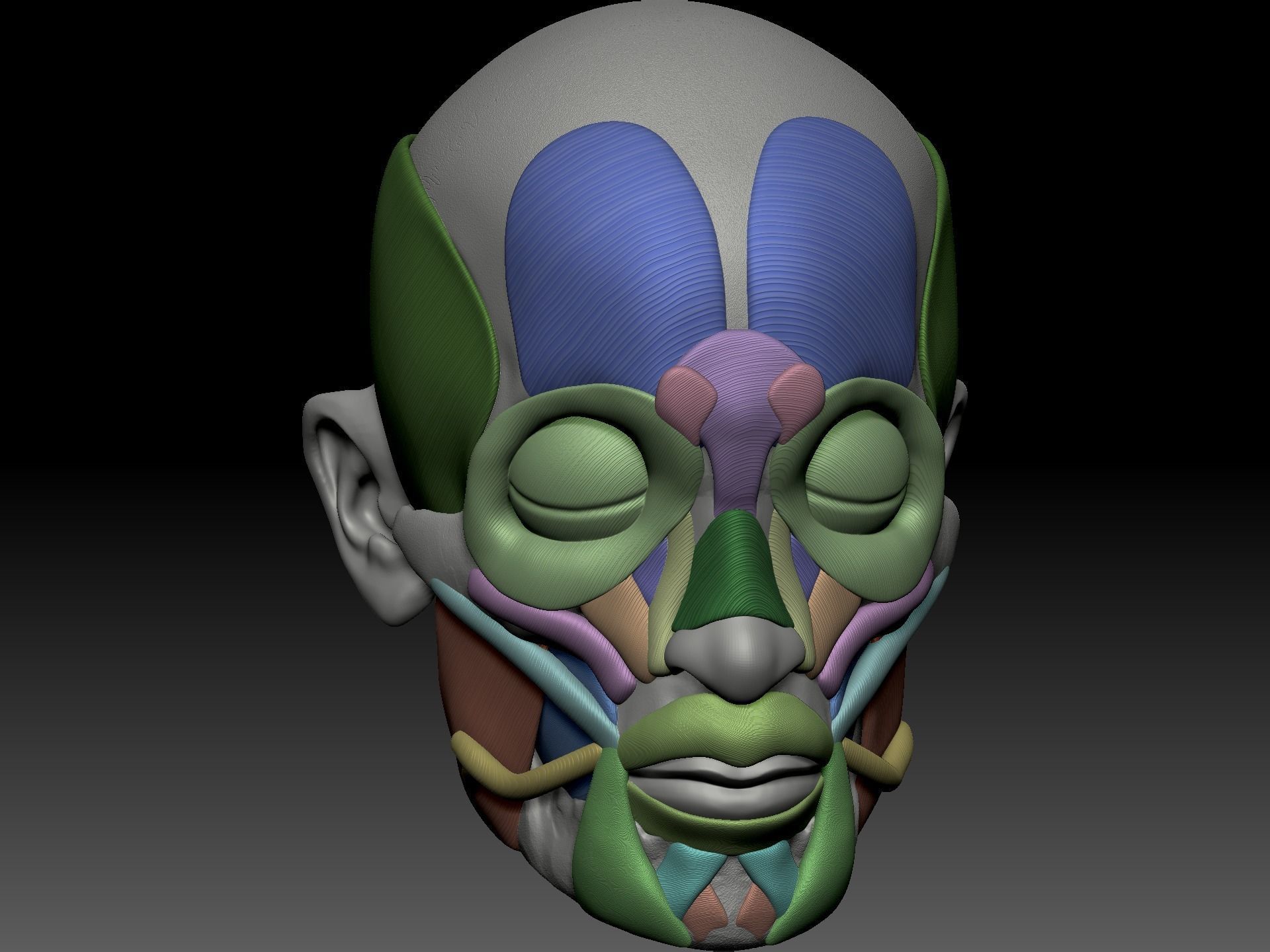 Skull muscle structure 3D model_3