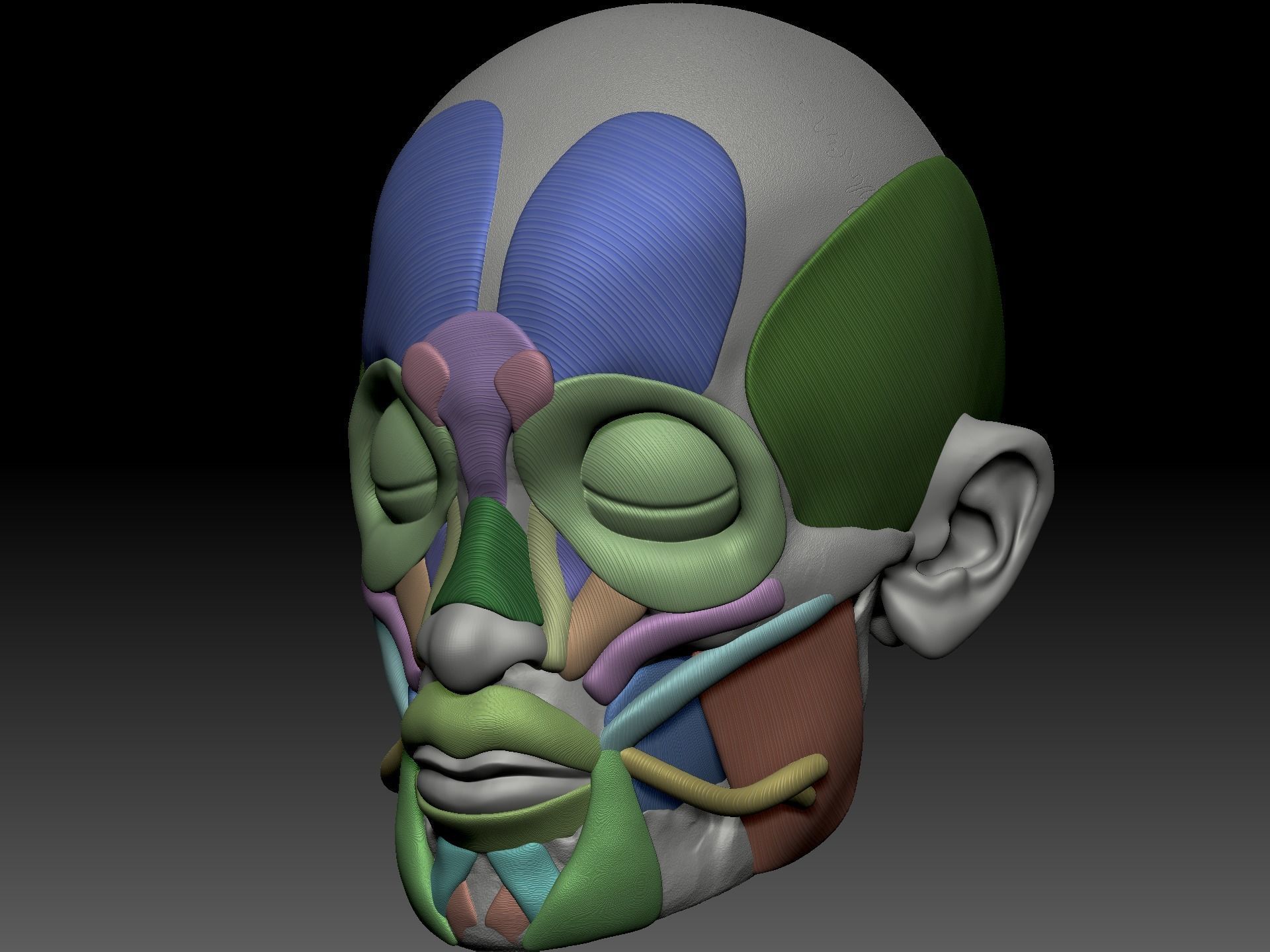 Skull muscle structure 3D model_1