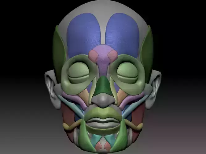 Skull muscle structure