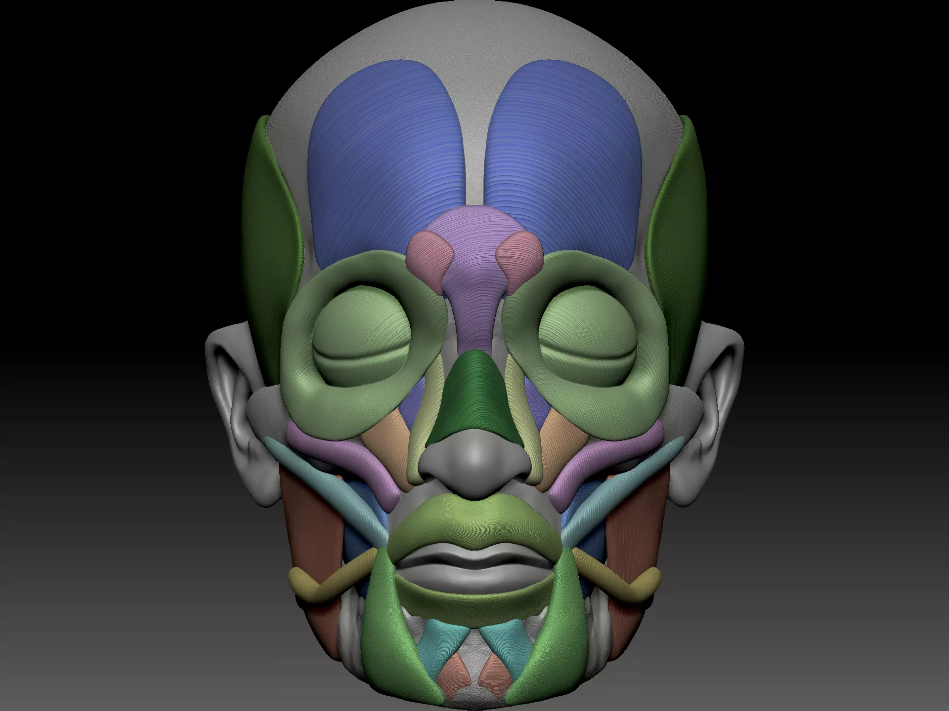 Skull muscle structure 3D model_0