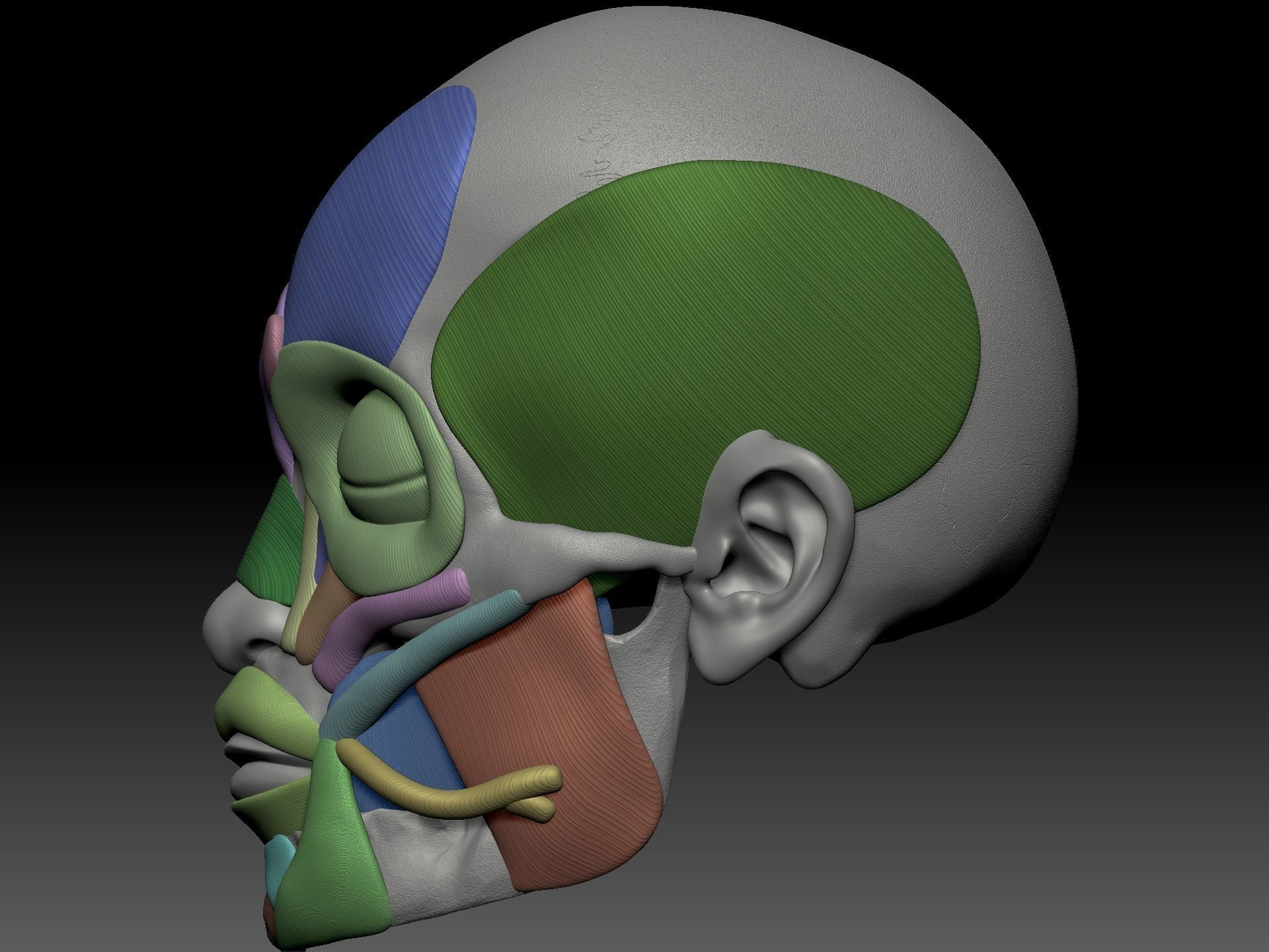 Skull muscle structure 3D model_2
