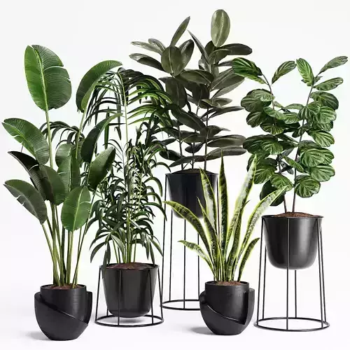 Indoor Plant Set 16