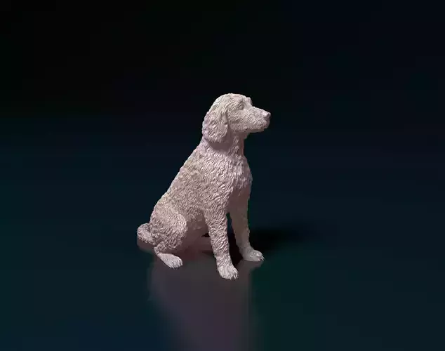 Labradoodle 3D print model