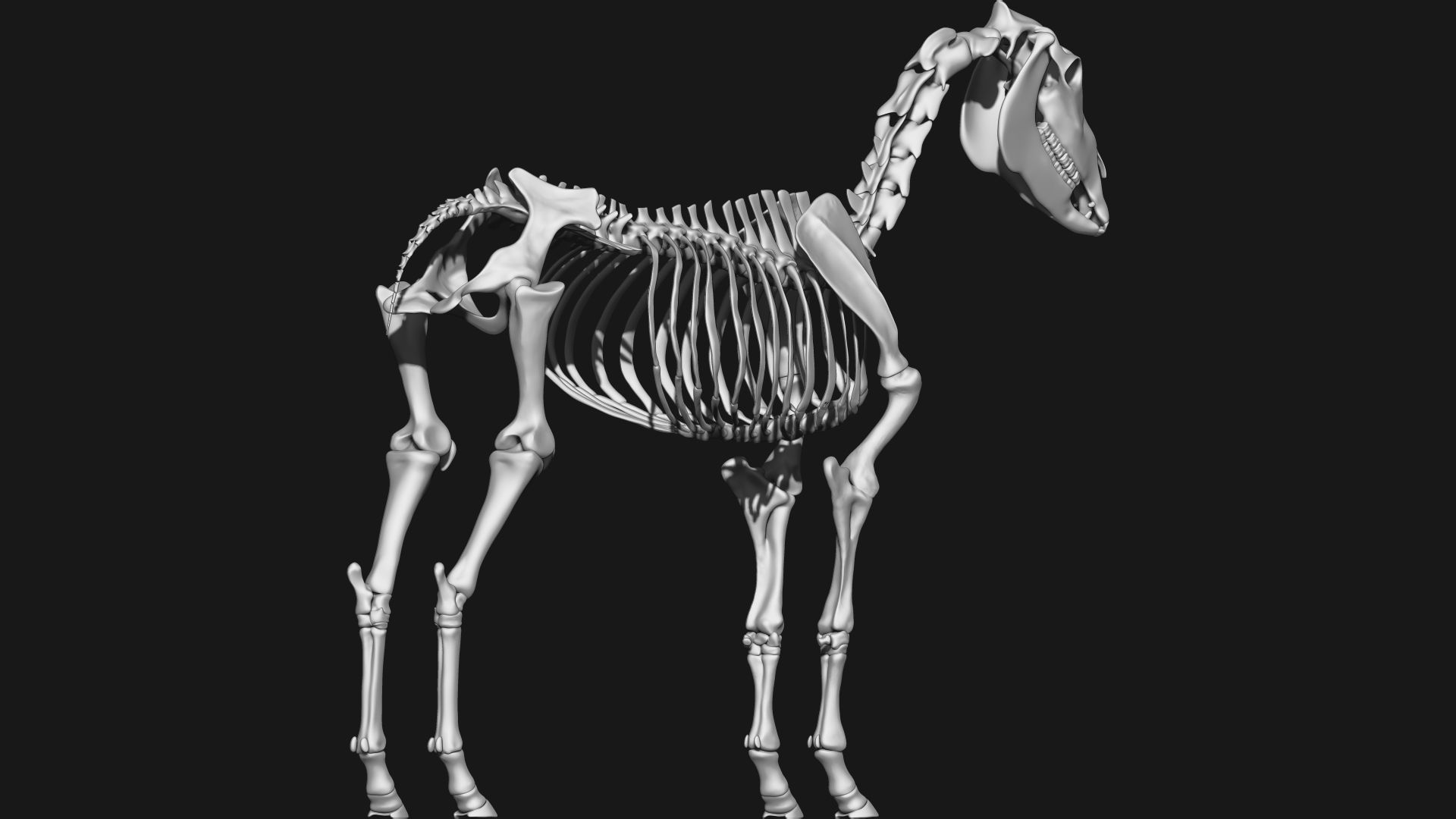Zebra skeleton 3D model_5