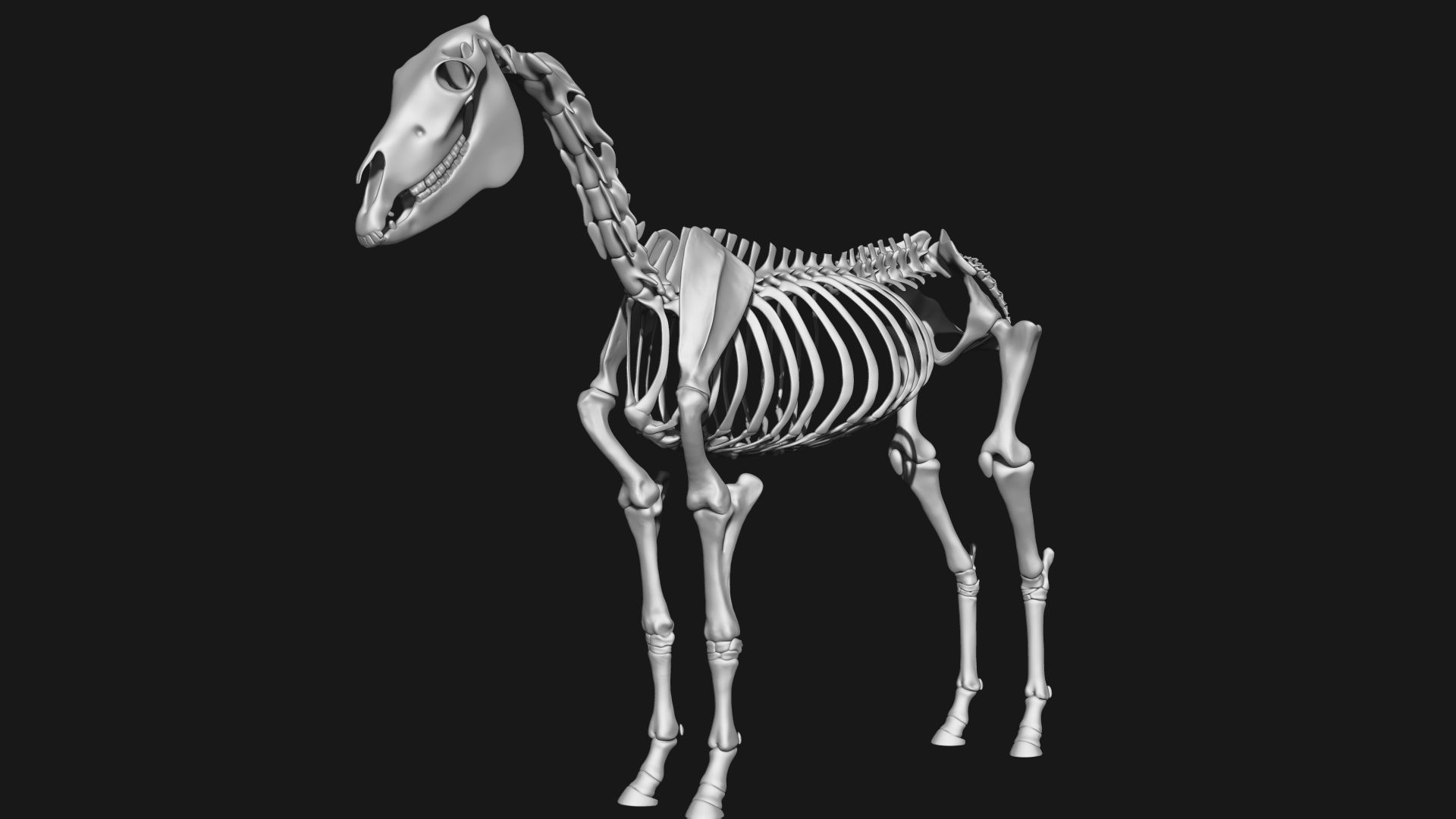Zebra skeleton 3D model_1