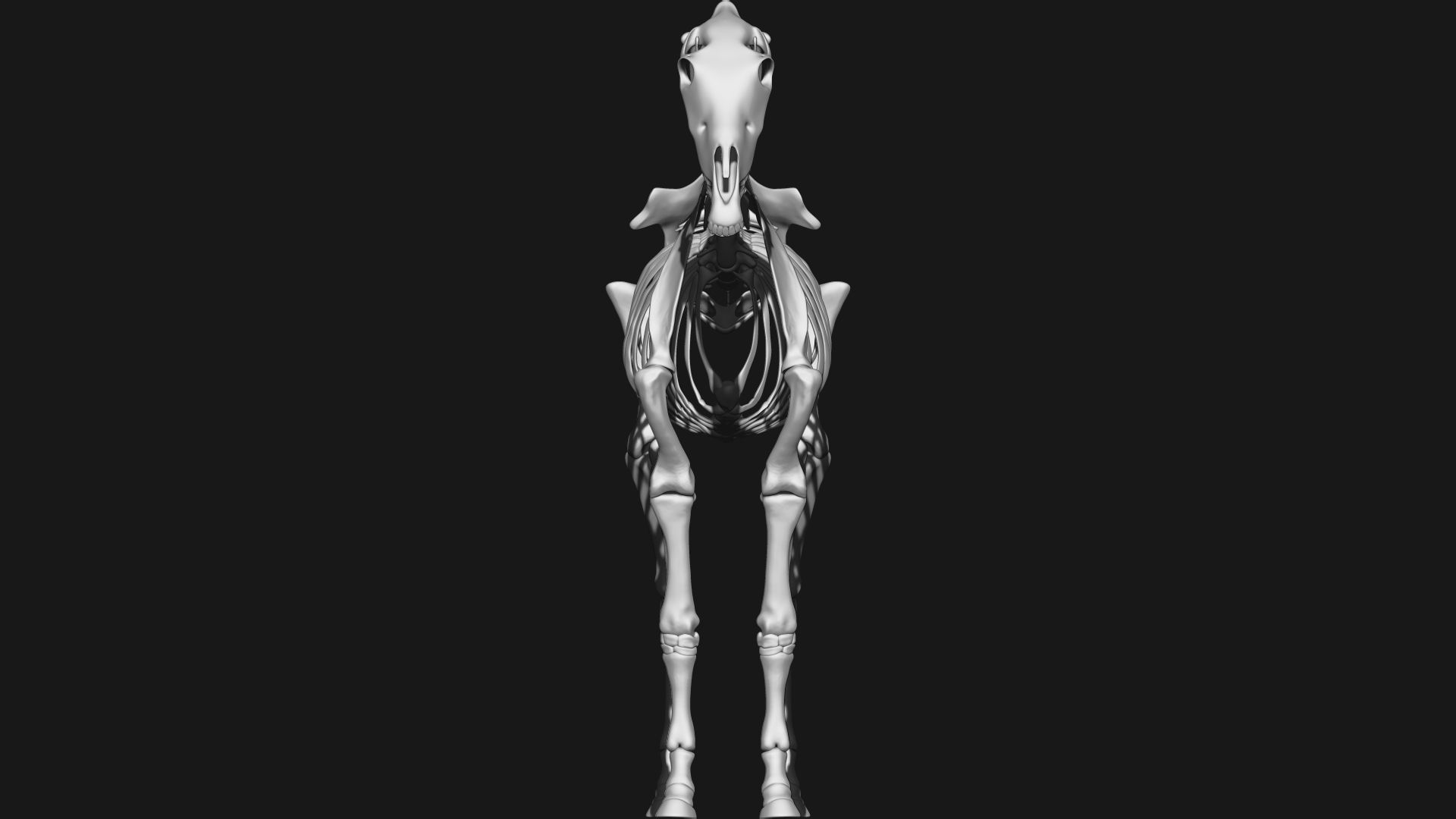 Zebra skeleton 3D model_2
