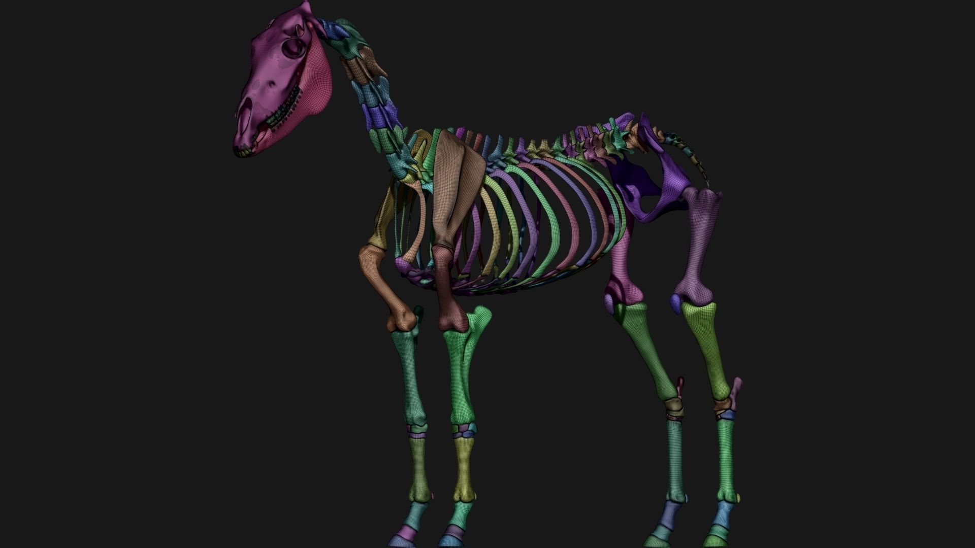 Zebra skeleton 3D model_11