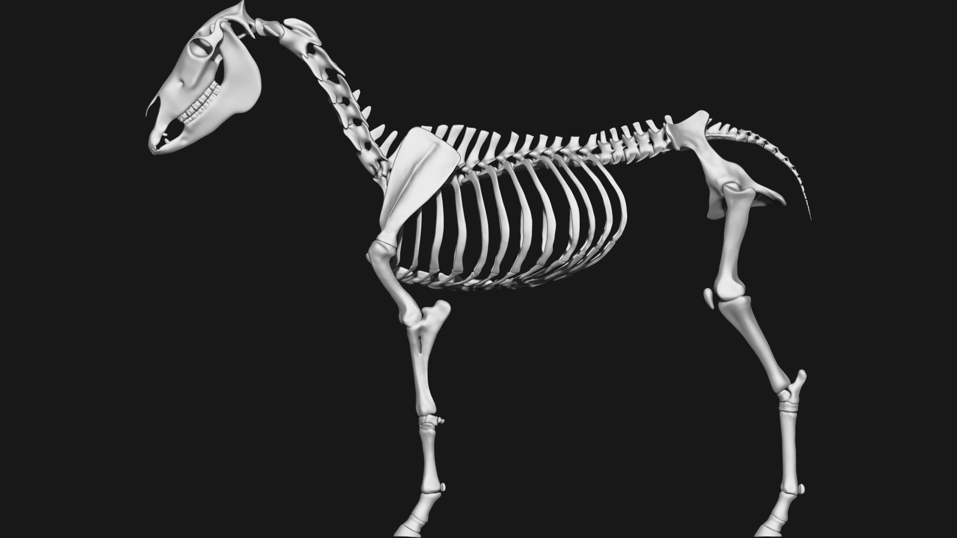 Zebra skeleton 3D model_8