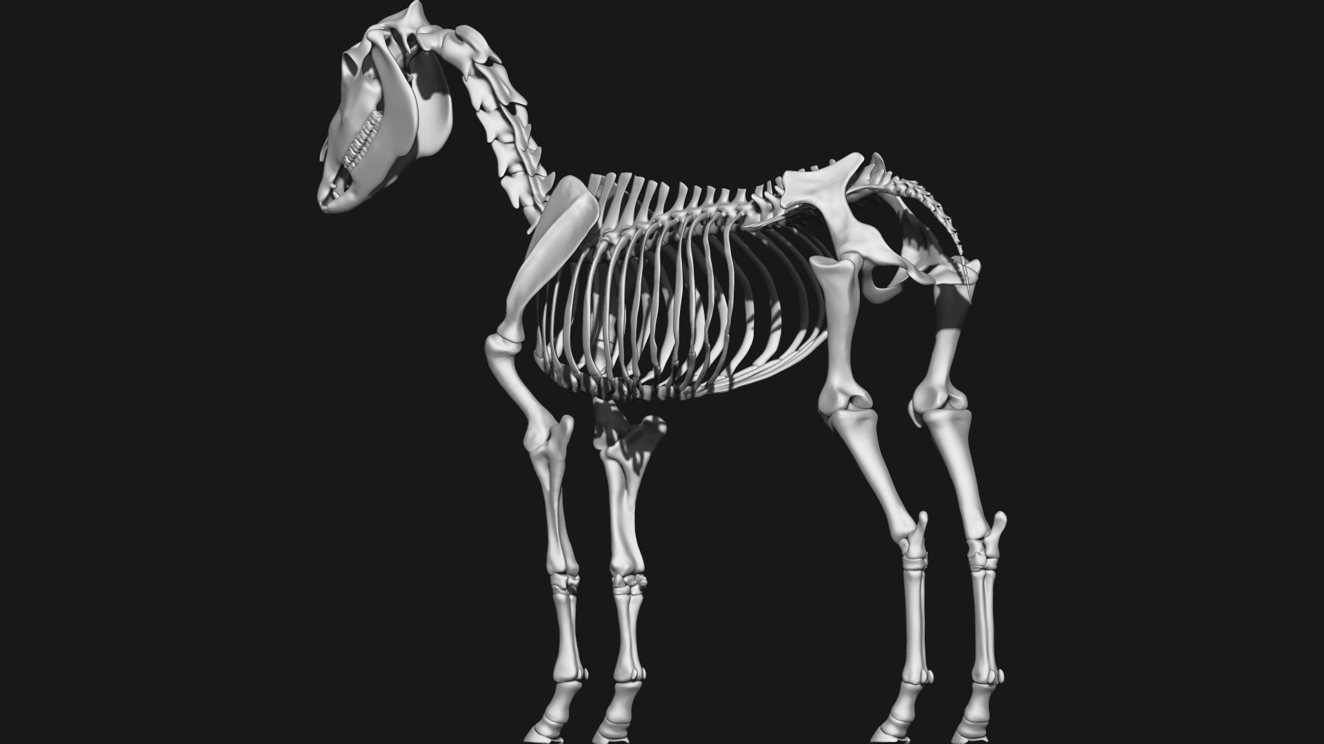 Zebra skeleton 3D model_7