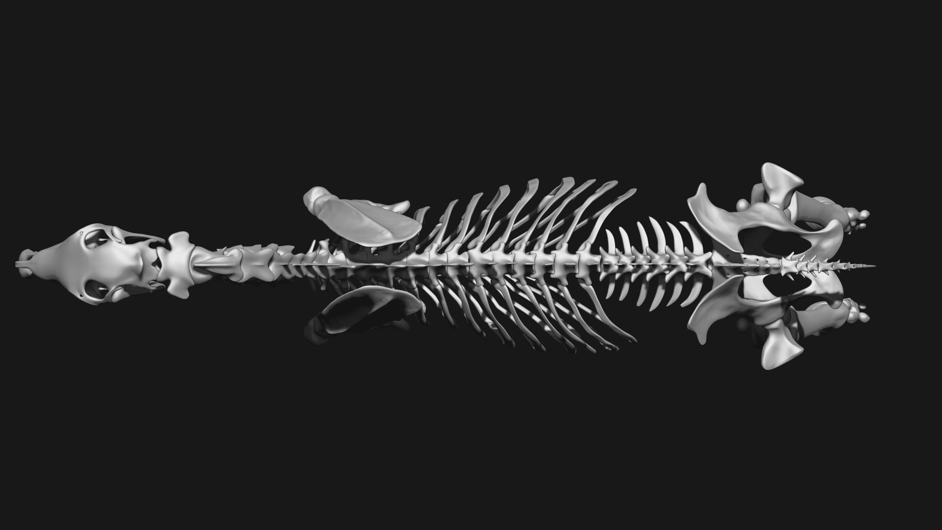 Zebra skeleton 3D model_9