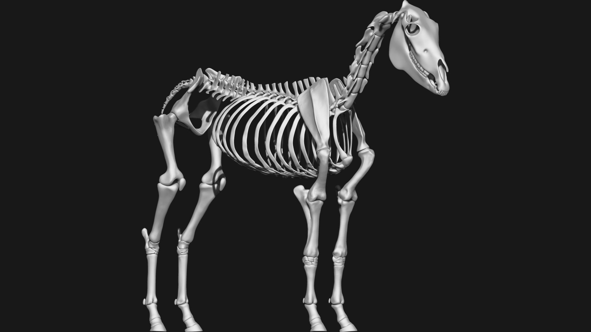 Zebra skeleton 3D model_3