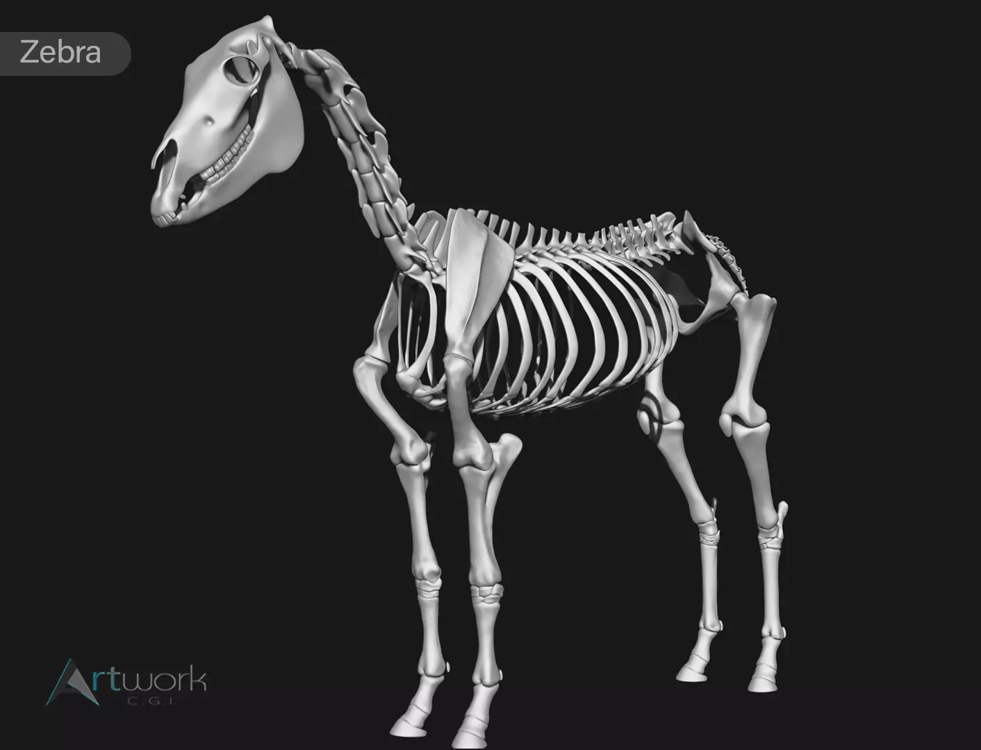 Zebra skeleton 3D model_0