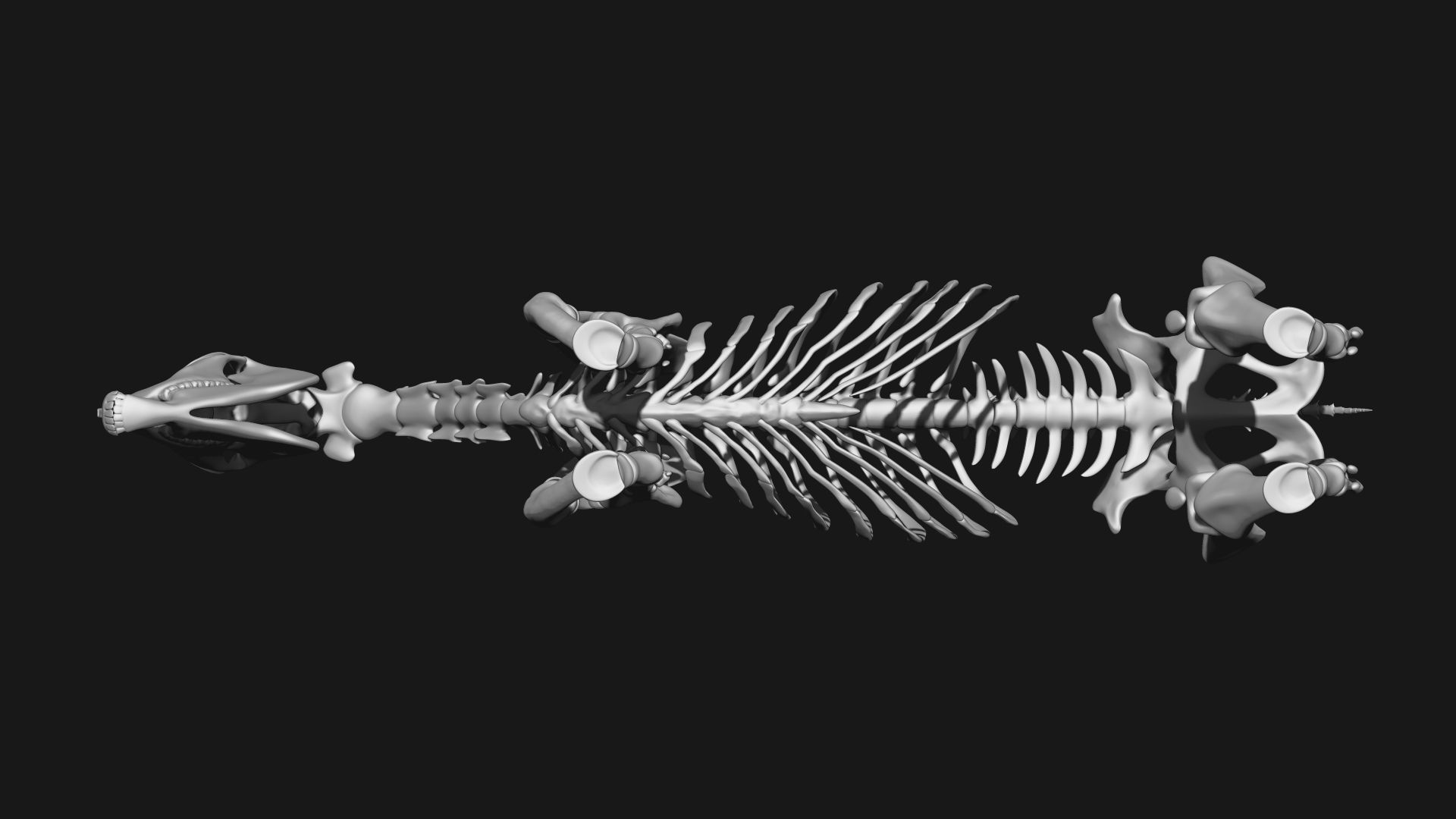 Zebra skeleton 3D model_10