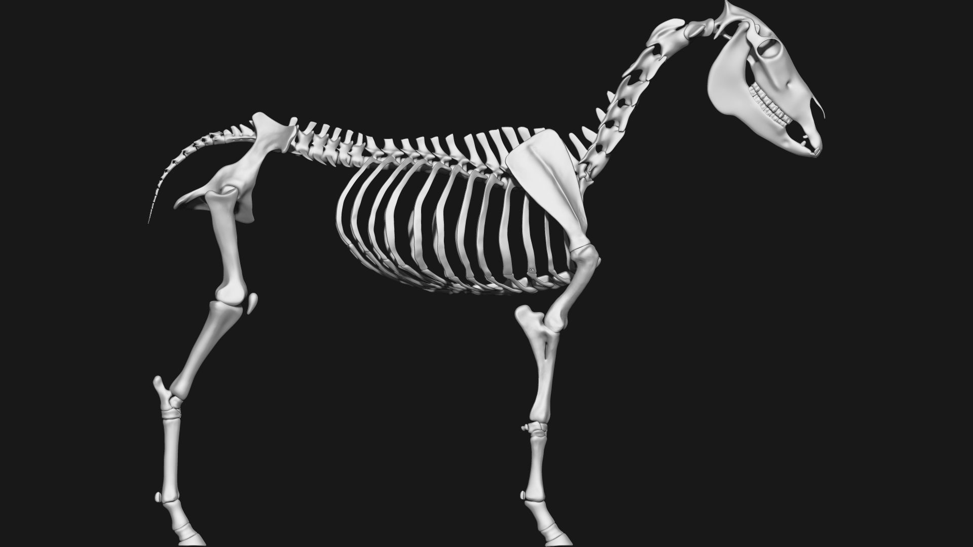 Zebra skeleton 3D model_4