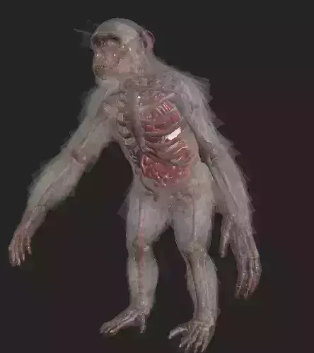 Laboratory Chimp with organ Low-poly 3D model