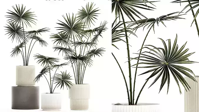 Beautiful fan palms in flower pots for decoration 1280 3D model