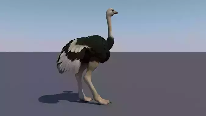 Ostrich animation