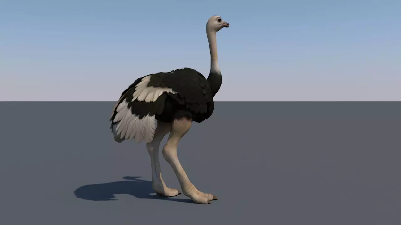 Ostrich animation Low-poly 3D model_0