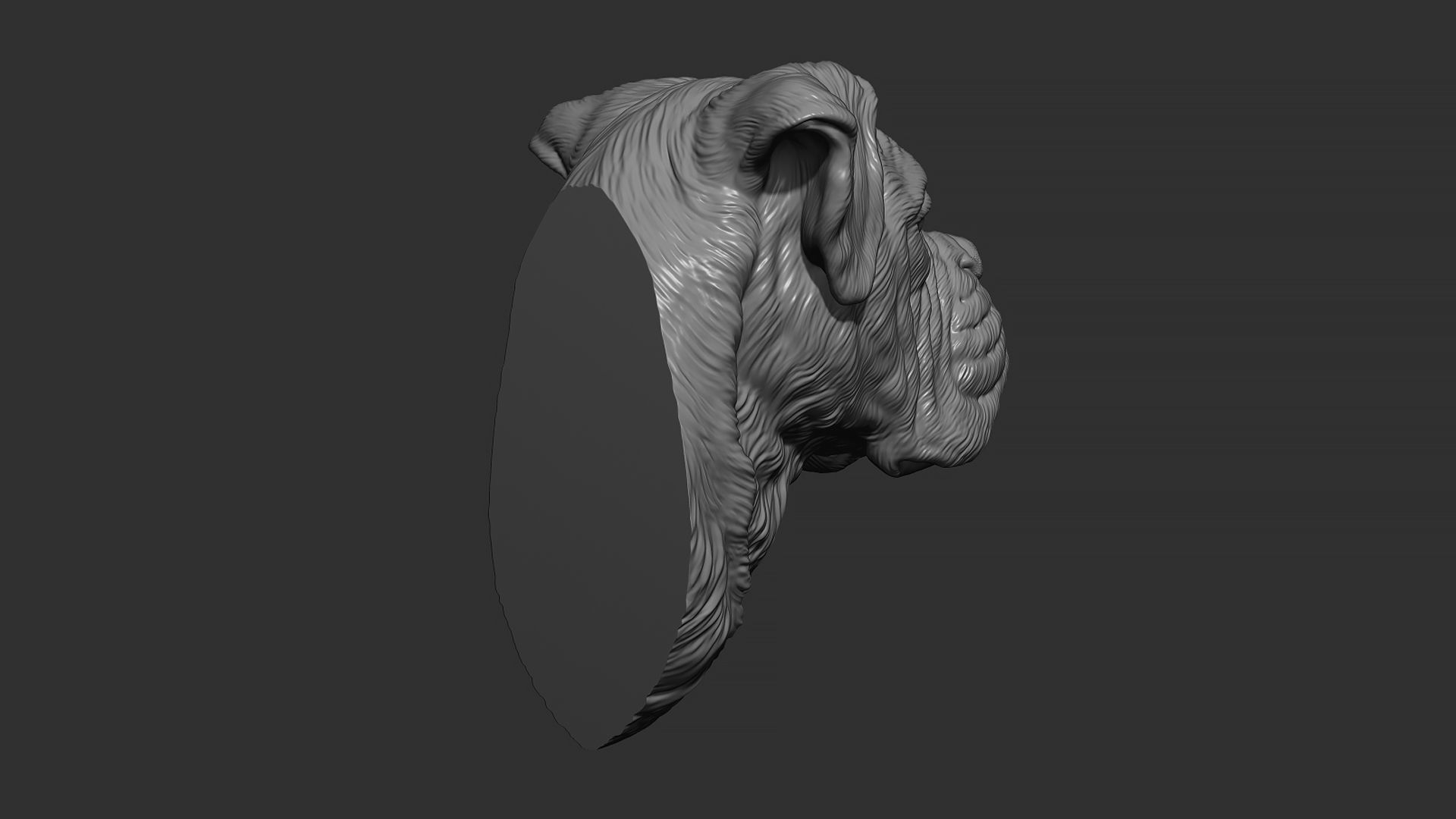 Deutscher Boxer bust 3D print model_3