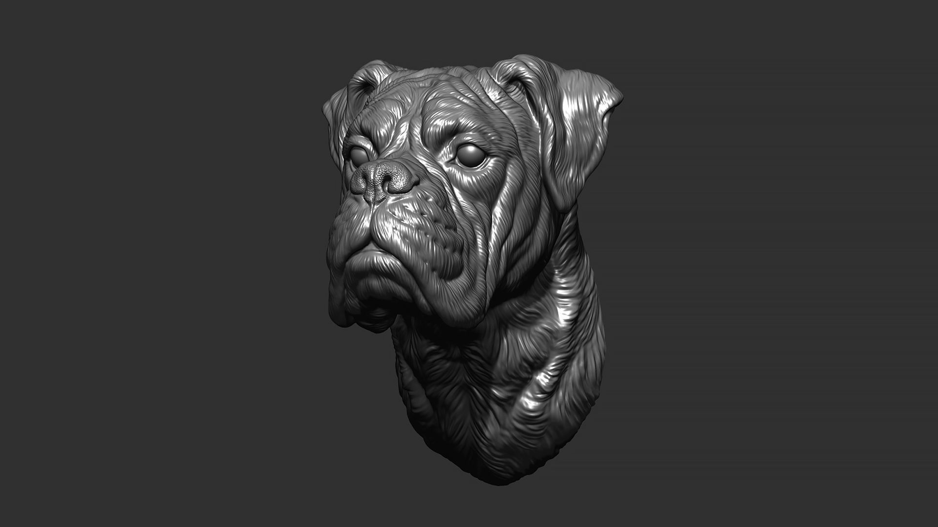 Deutscher Boxer bust 3D print model_8