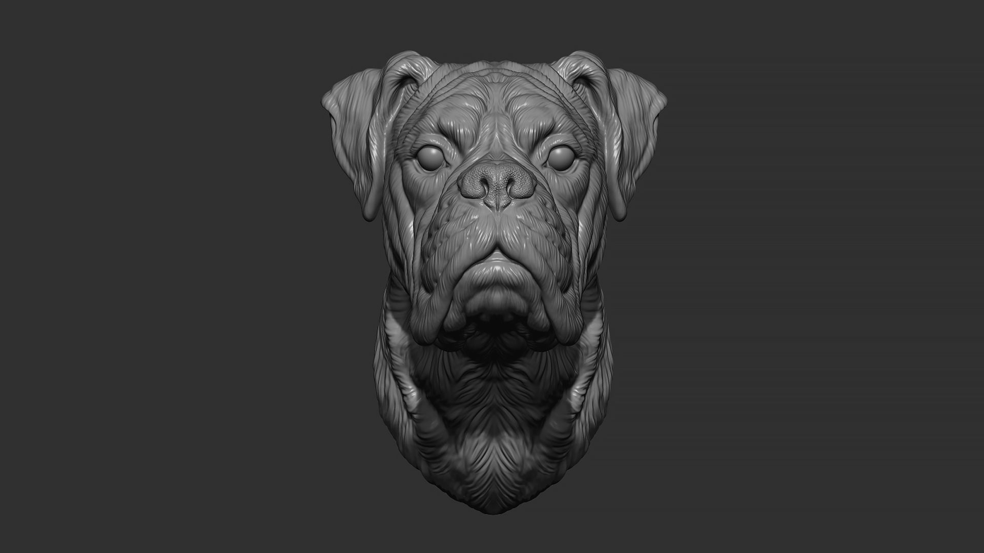 Deutscher Boxer bust 3D print model_2