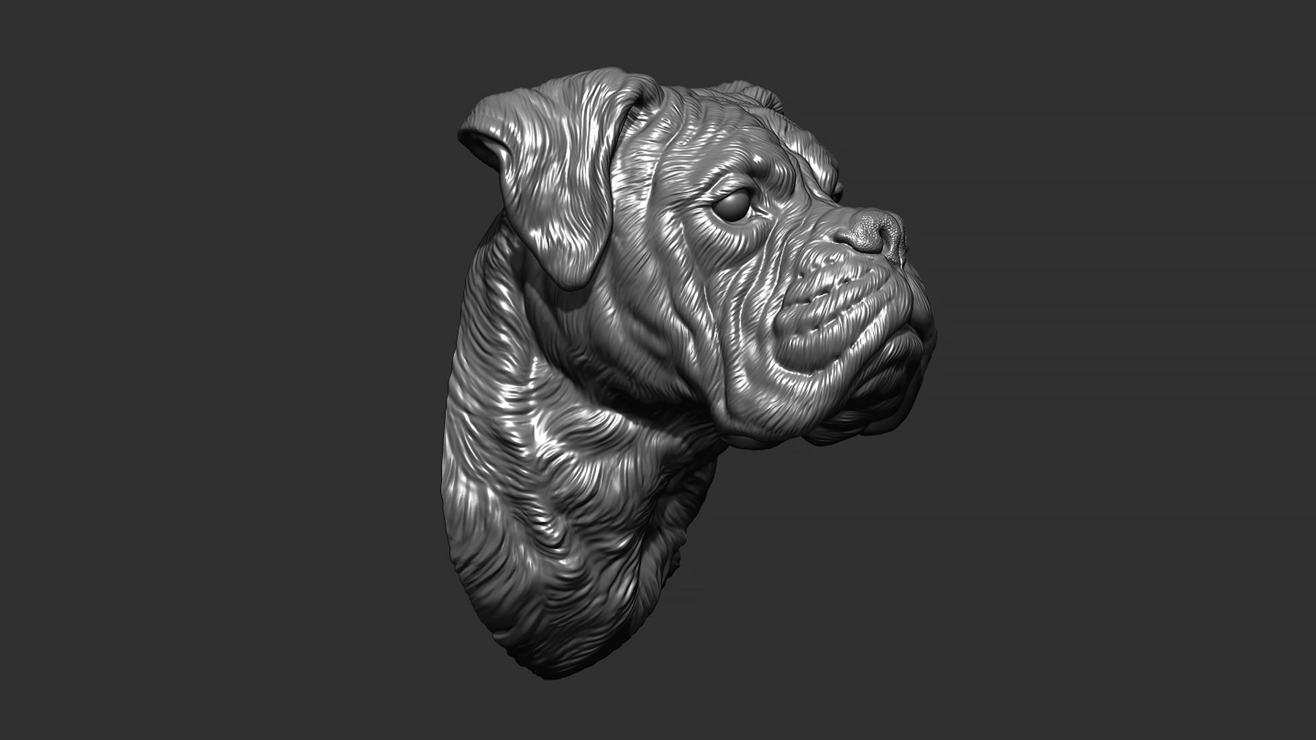 Deutscher Boxer bust 3D print model_7