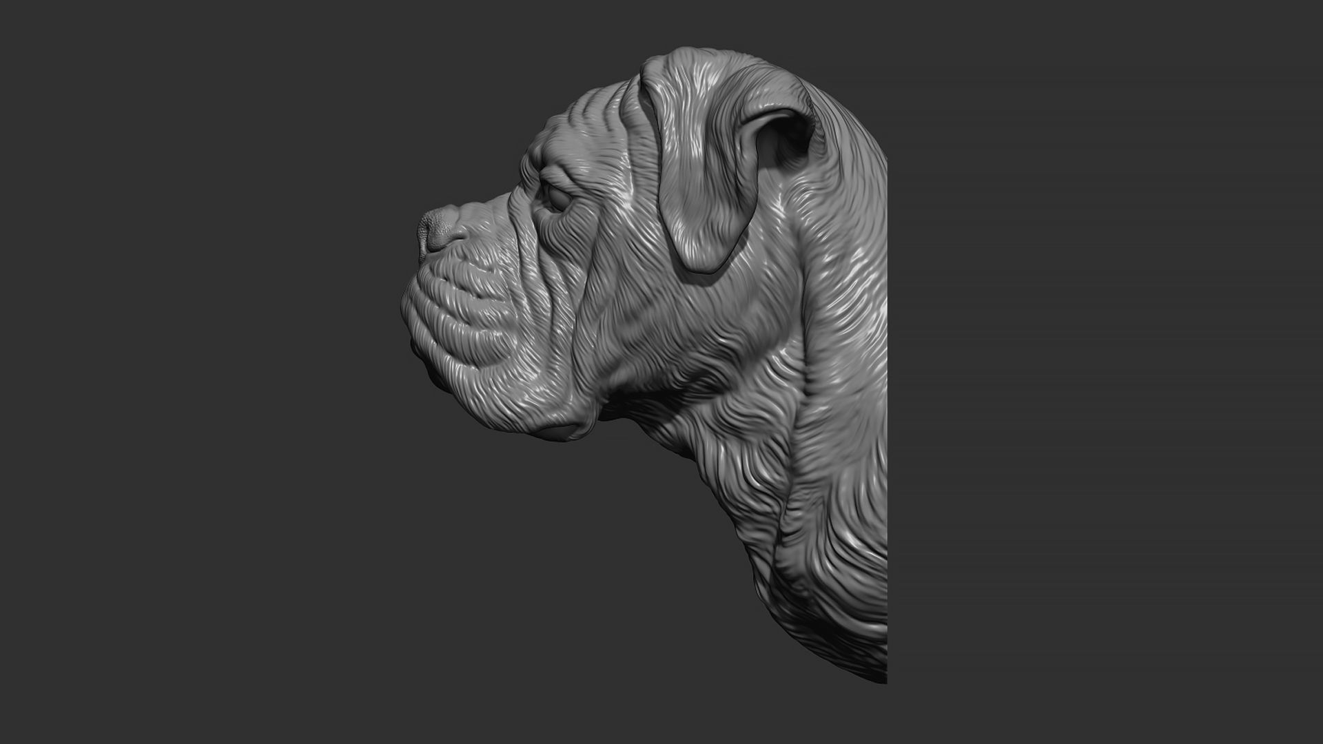 Deutscher Boxer bust 3D print model_4