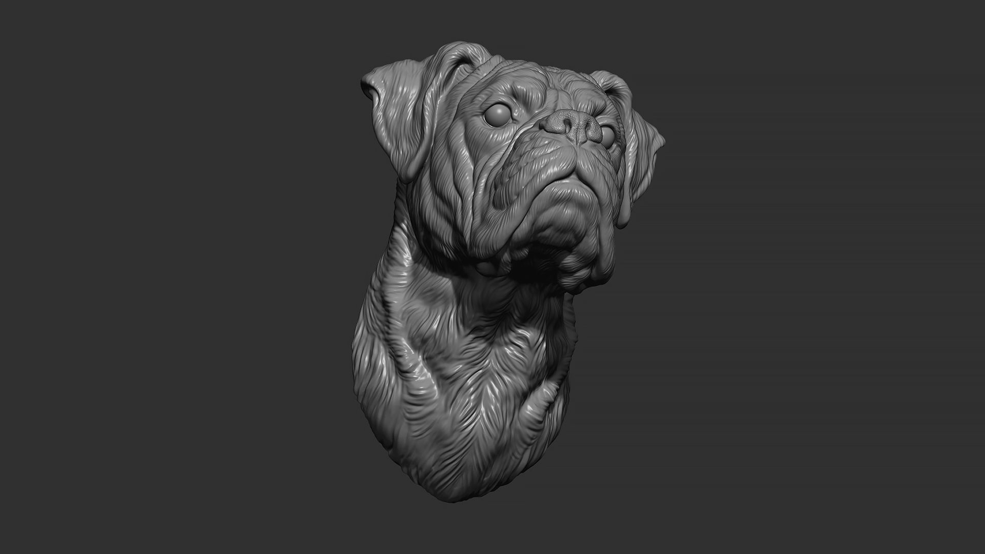 Deutscher Boxer bust 3D print model_6