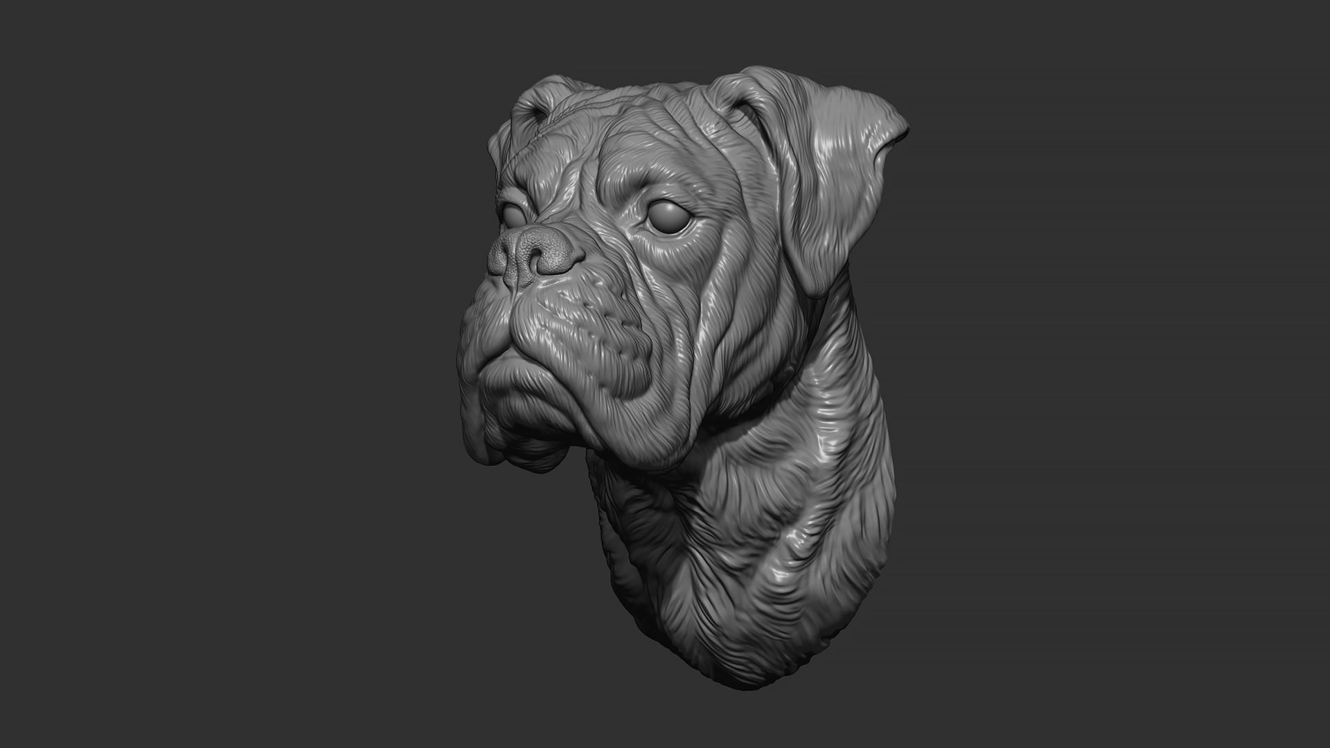 Deutscher Boxer bust 3D print model_1