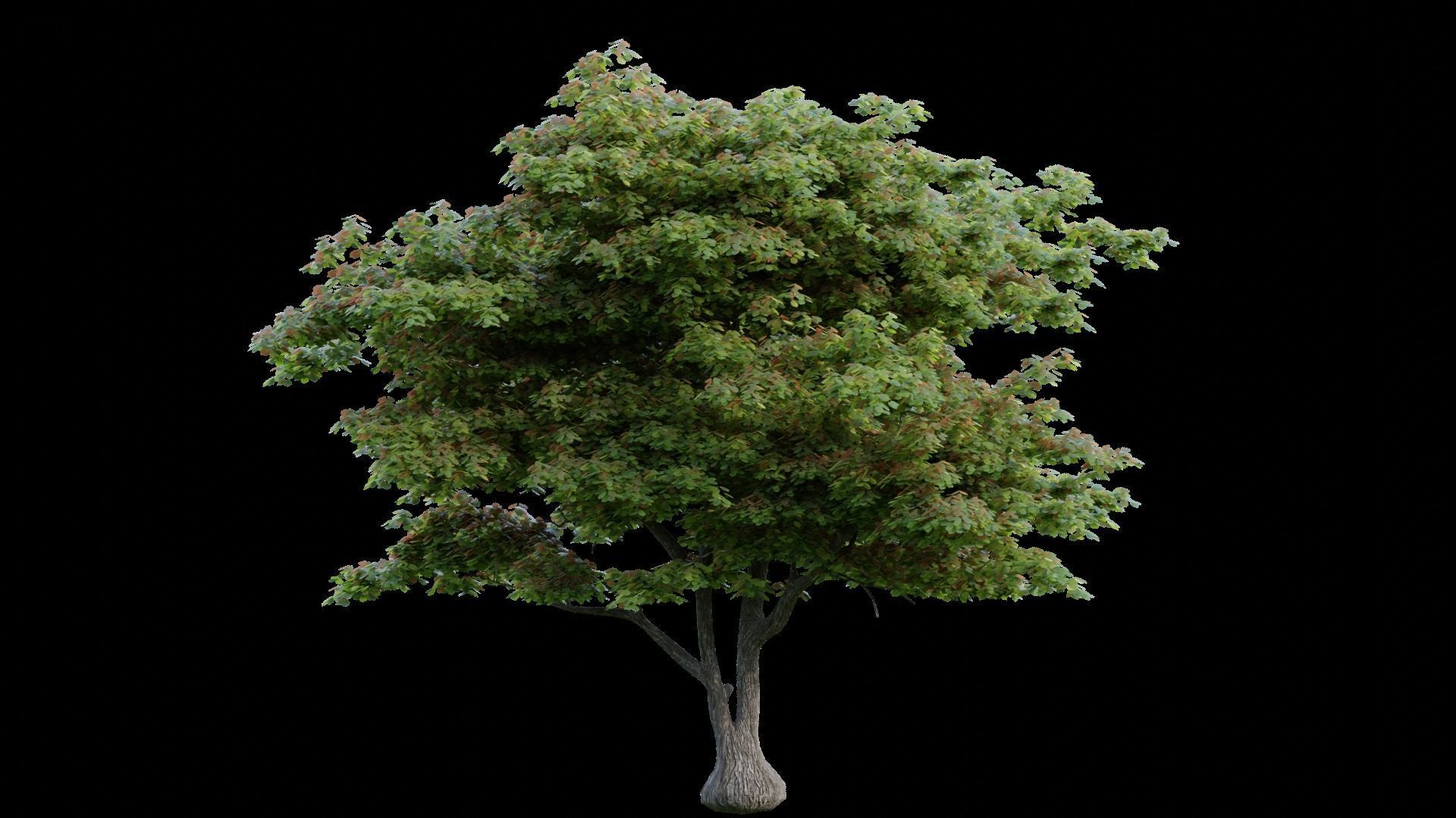 British Forest 3d Scene 3D model_7