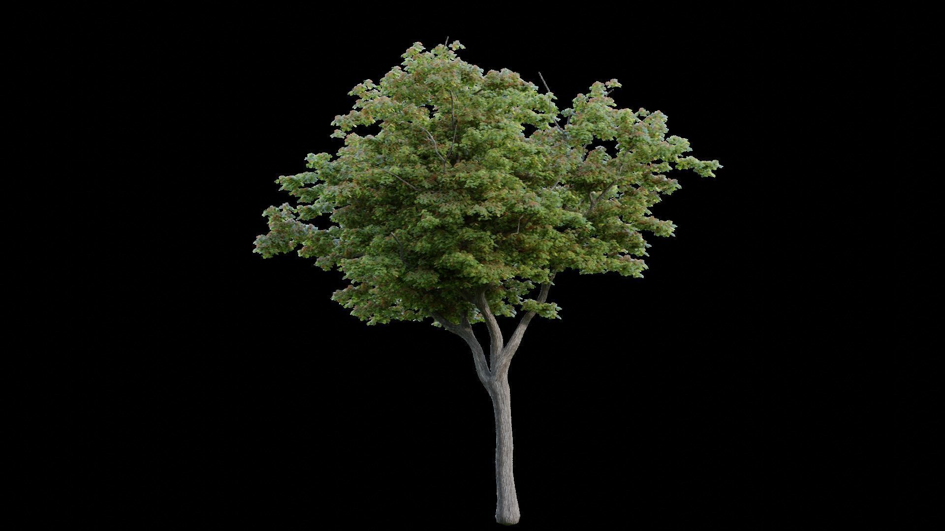 British Forest 3d Scene 3D model_10