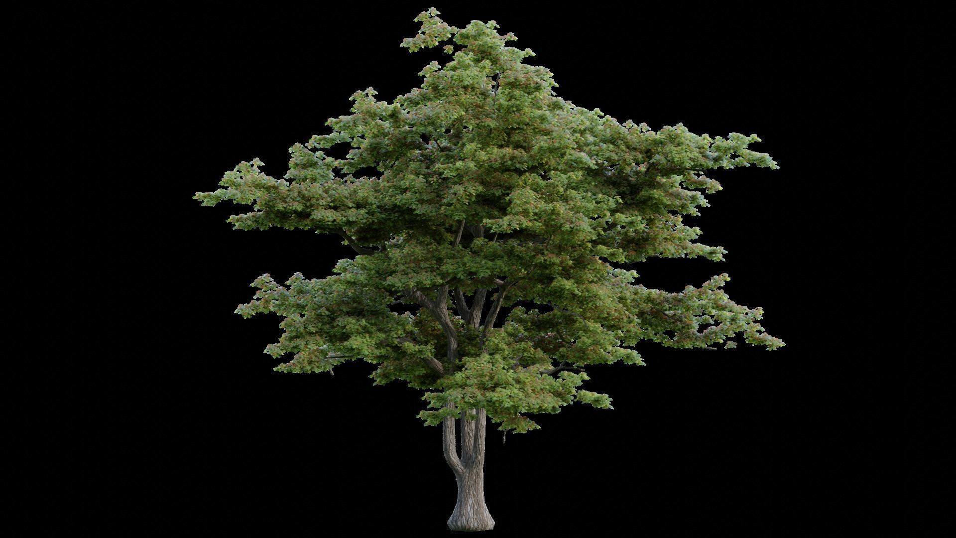 British Forest 3d Scene 3D model_8