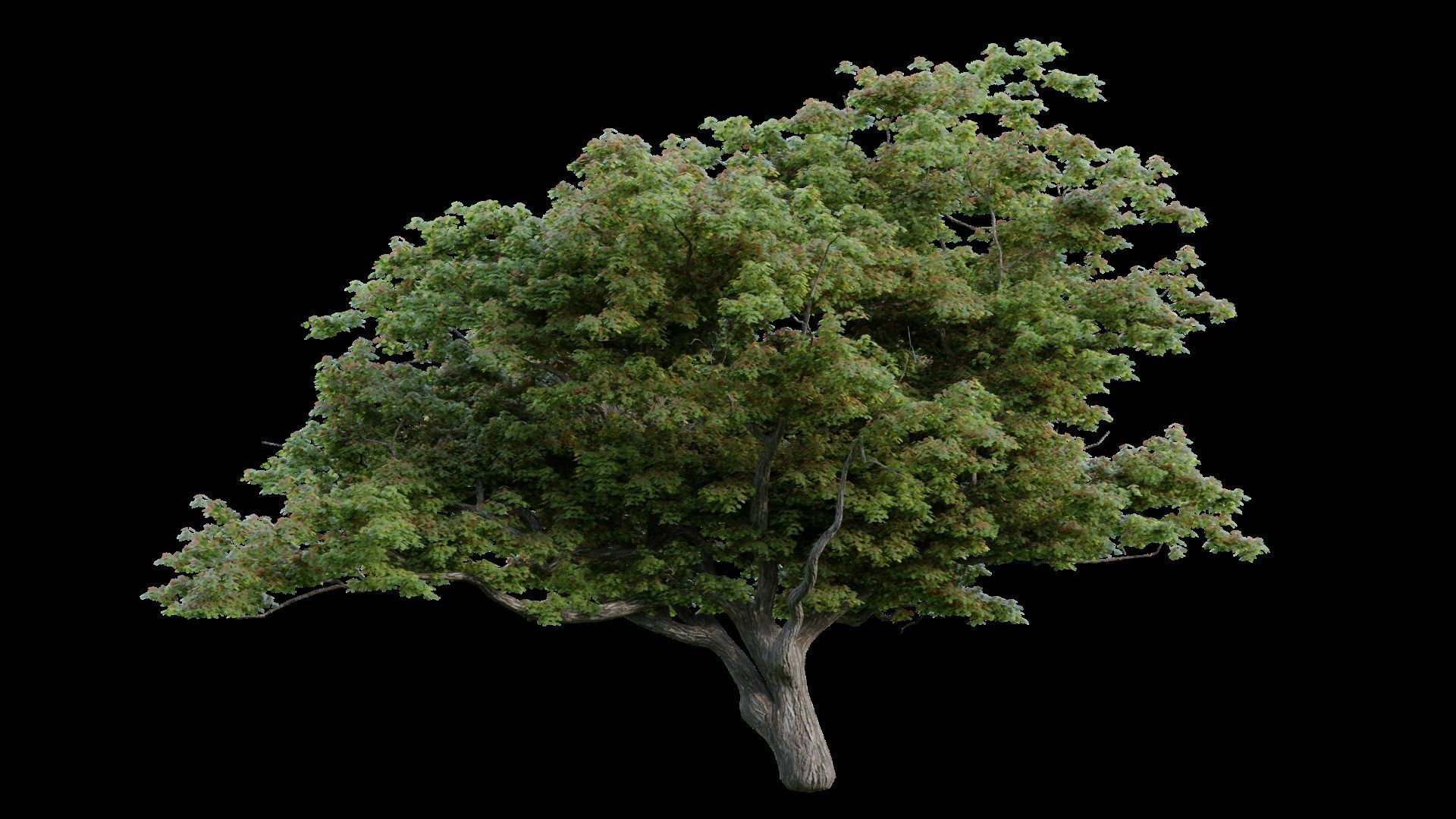 British Forest 3d Scene 3D model_6