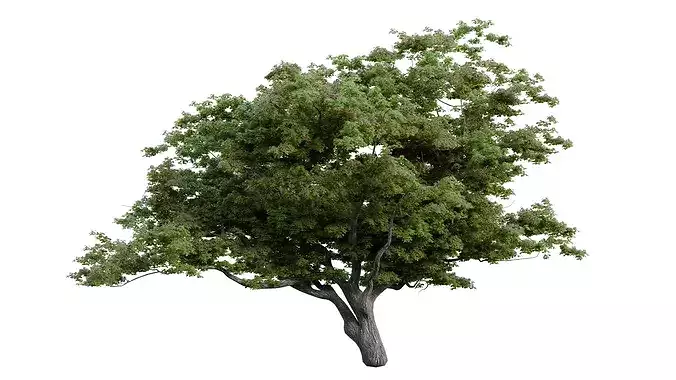 British Forest 3d Scene 3D model 7