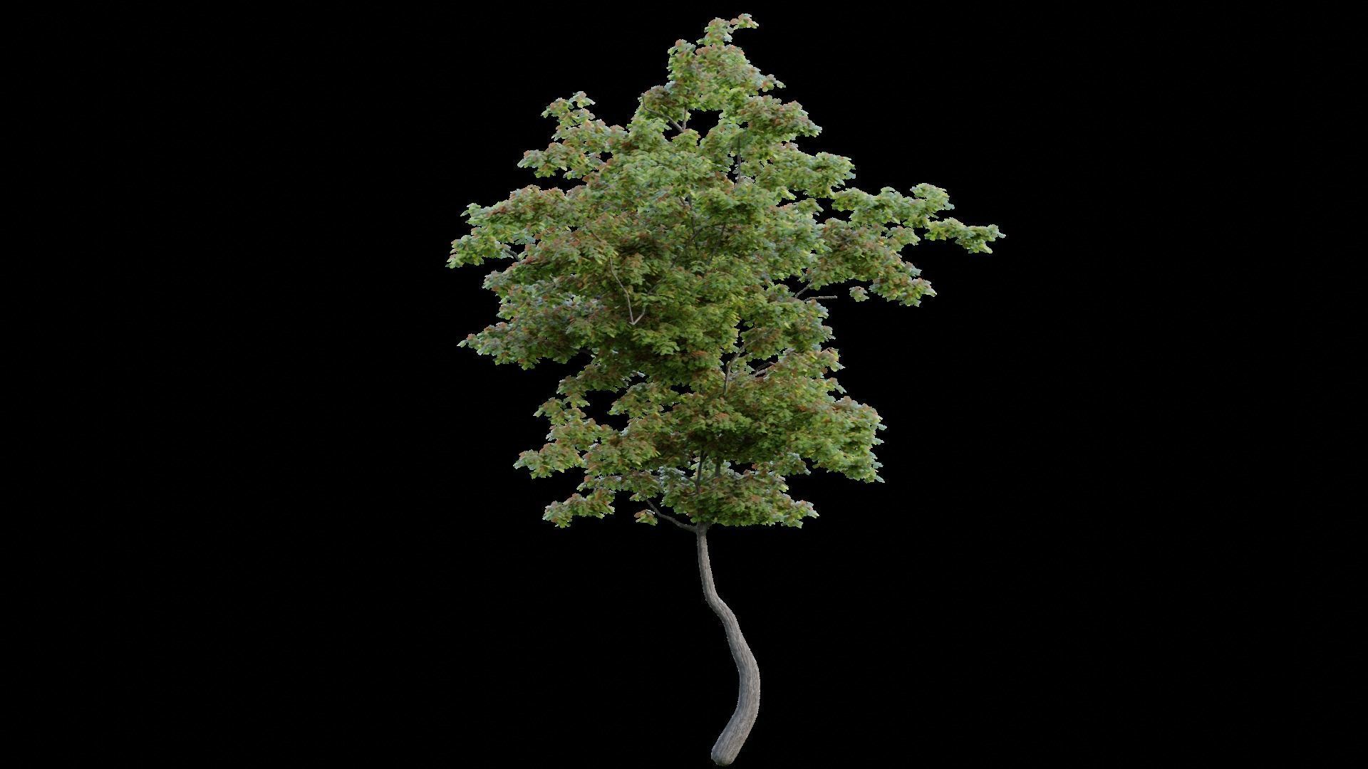 British Forest 3d Scene 3D model_11