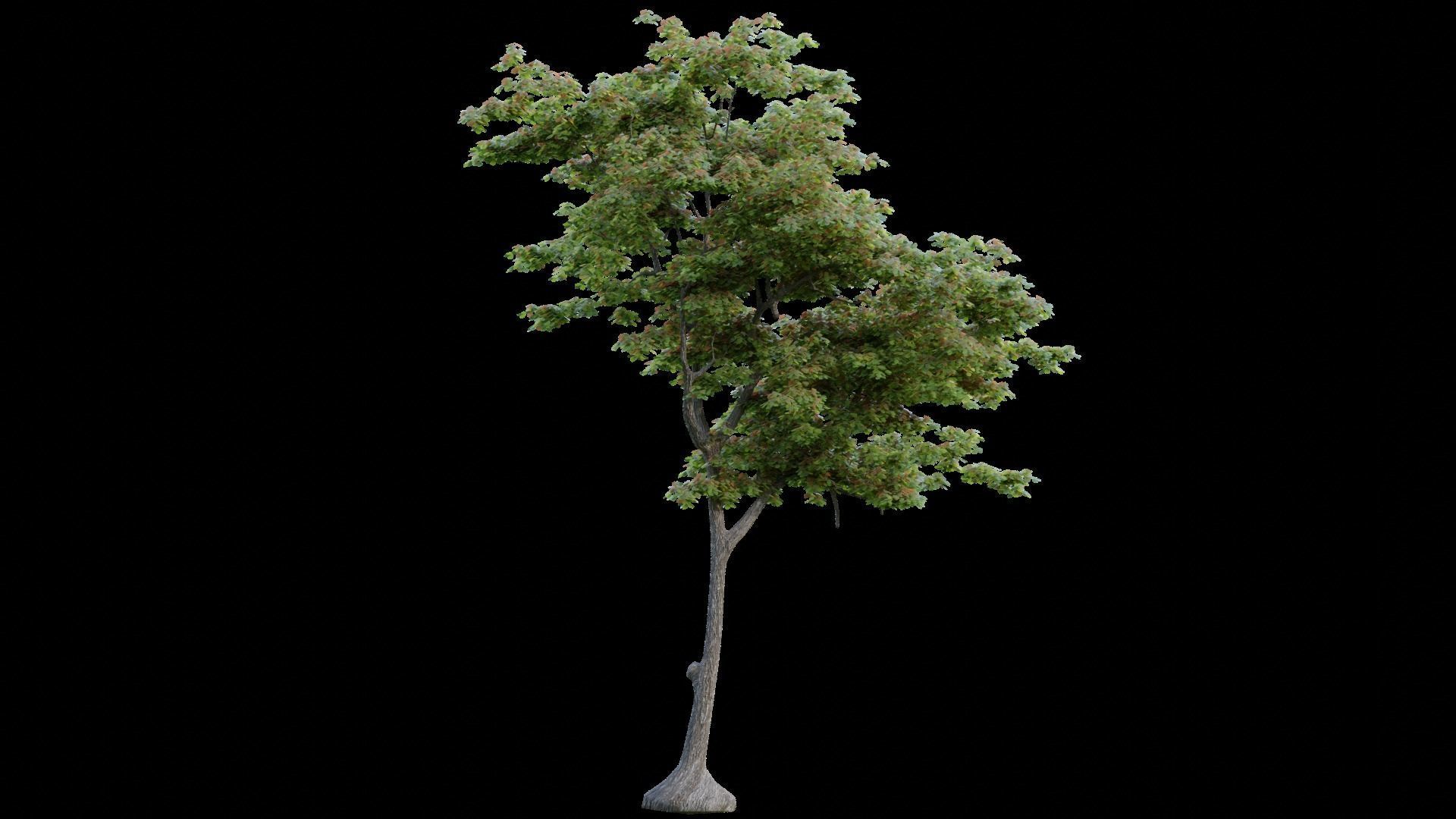 British Forest 3d Scene 3D model_9