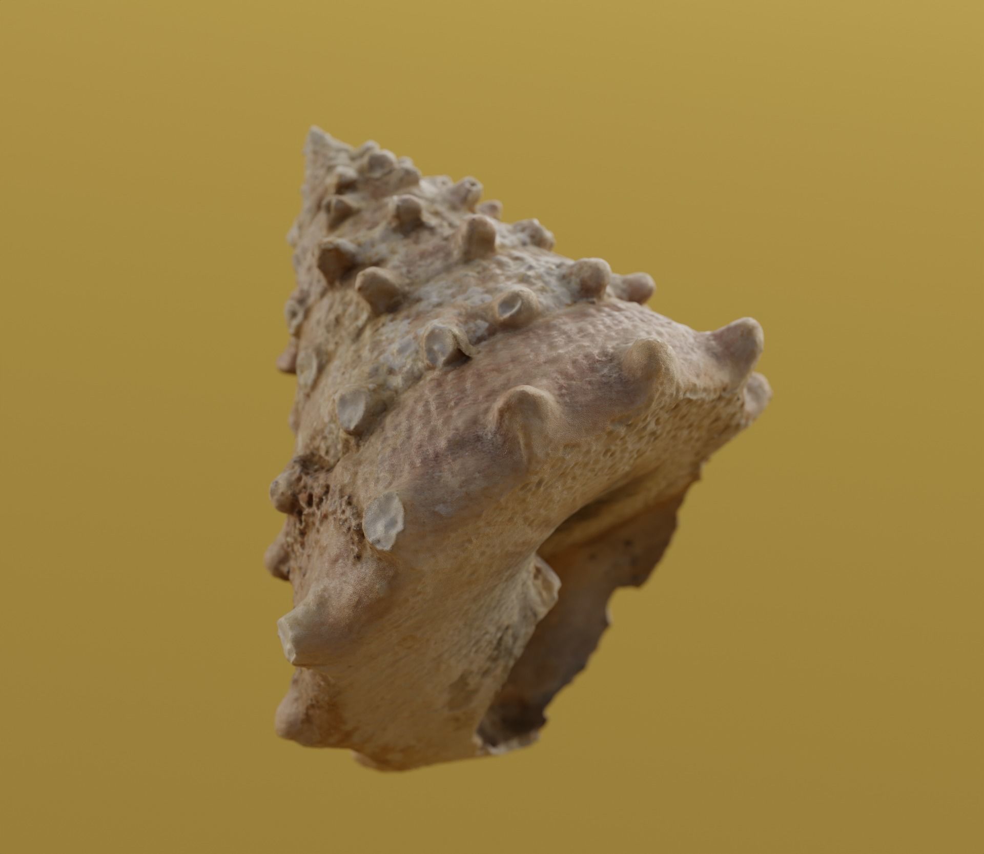seashell 3D model_3