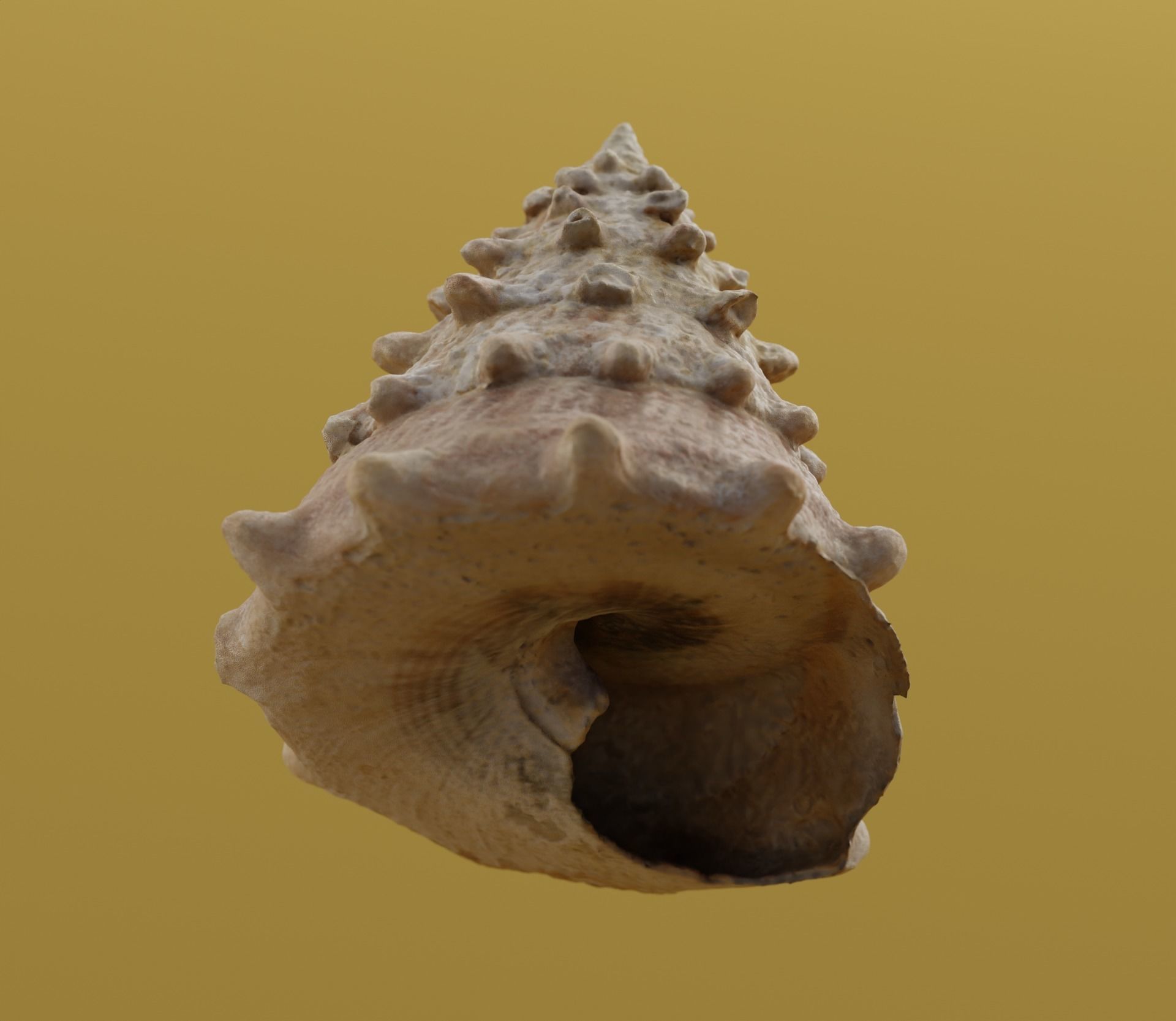 seashell 3D model_2